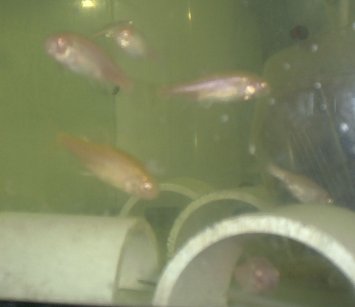 Fathead Minnows  Aquatic Biologists, Inc.