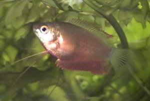 Red Honey Gourami