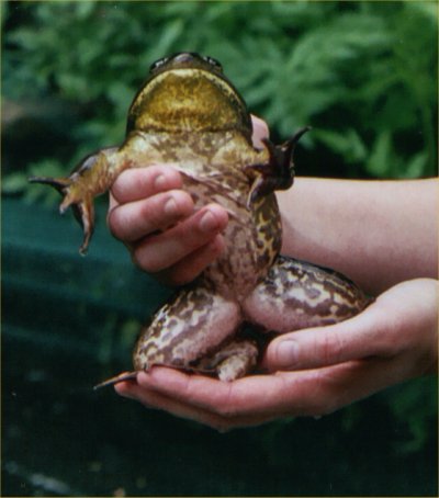 http://www.fishpondinfo.com/photos/amphibians/bullfrogs/bullfrog5.jpg