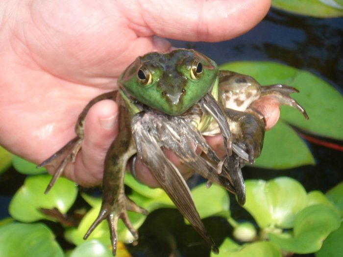 Ular Makanan Katak! Detik Akhir Anak Ular Berjaya Dirakam Sebelum Ditelan Katak