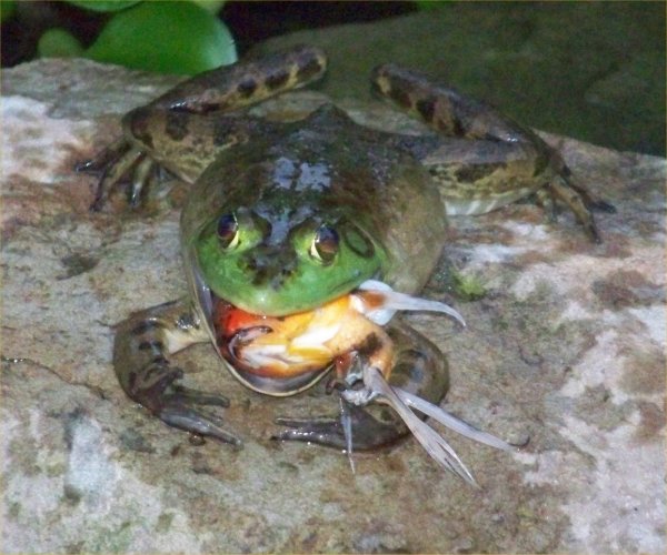 Ular Makanan Katak! Detik Akhir Anak Ular Berjaya Dirakam Sebelum Ditelan Katak