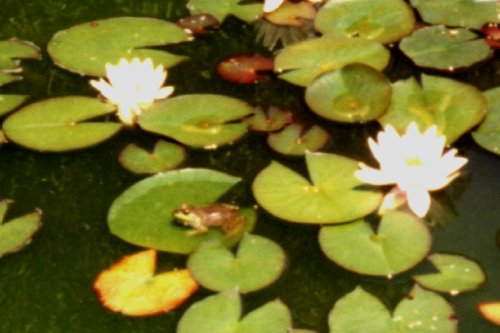 Male green frog on lily pad, 5/16/98.