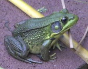 Robyn's Frog and Toad Care Page