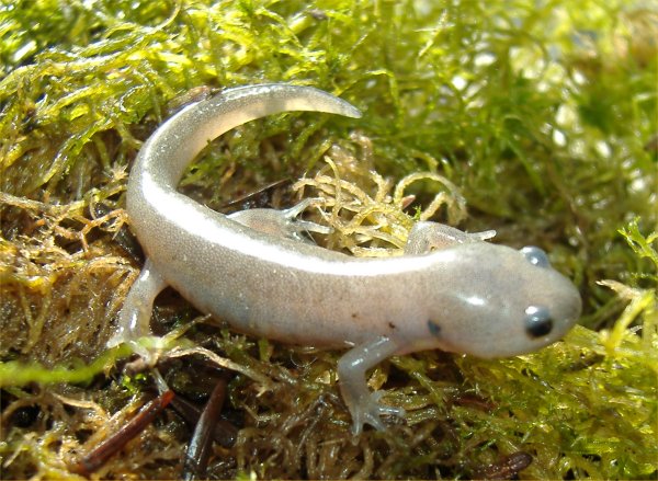 Pictures Of Spotted Salamander - Free Spotted Salamander pictures 