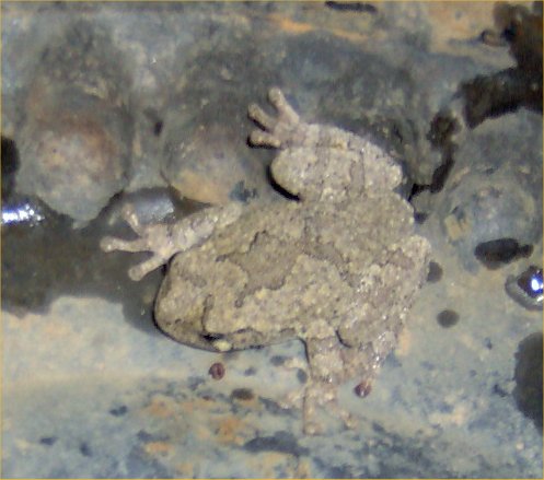 Robyn's Gray Treefrog Page
