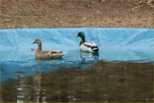 Image result for mallard ducks on a pool cover