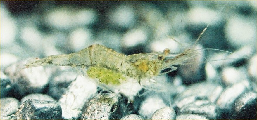 Robyn's Ghost Shrimp Page What Does A Pregnant Ghost Shrimp Look Like