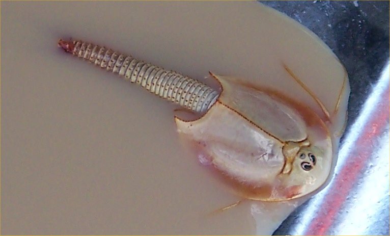 triops.jpg