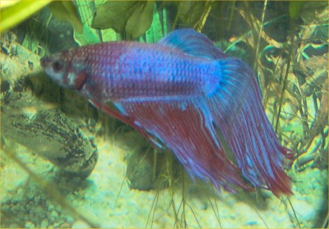 betta tumor