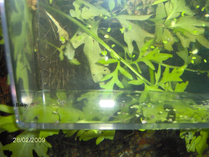 Green Cory Catfish Diet