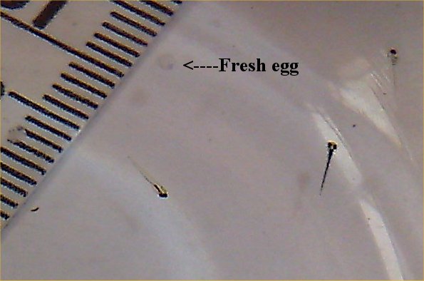 goldfish eggs fertilized. Zebra danio eggs and fry