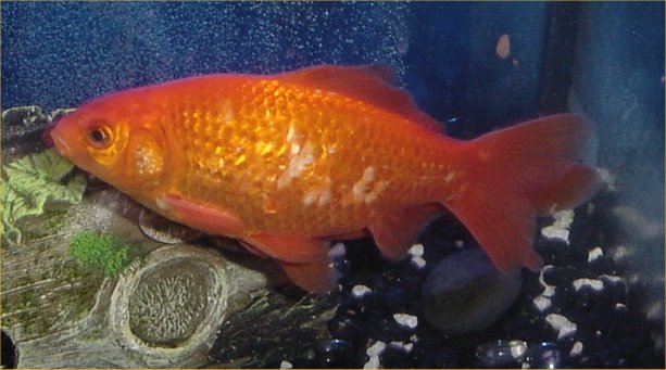 Goldfish Egg Laying