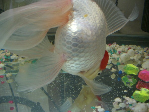 goldfish eggs fertilized. Goldfish+eggs+in+aquarium