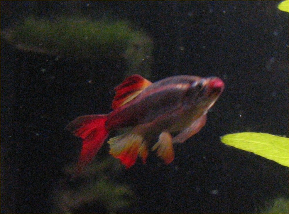 goldfish eggs in tank. 2011 house goldfish eggs in