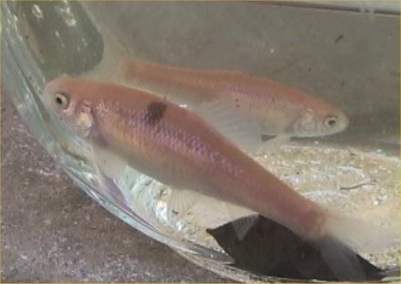 I ordered some rosy red minnows online and this guy was