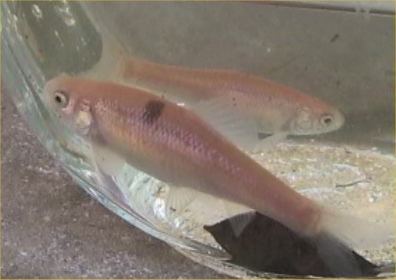 Breeding Minnows