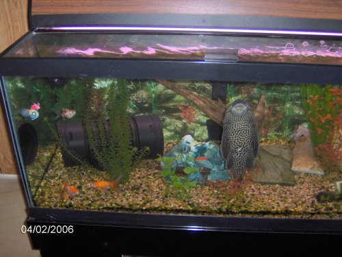 goldfish tank pictures. 40 gallon tank on 2/4/06 with