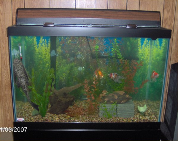 Robyn's 65 Gallon Aquarium Page