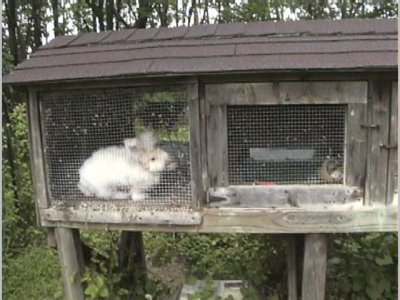 Homemade Outdoor Rabbit Hutch