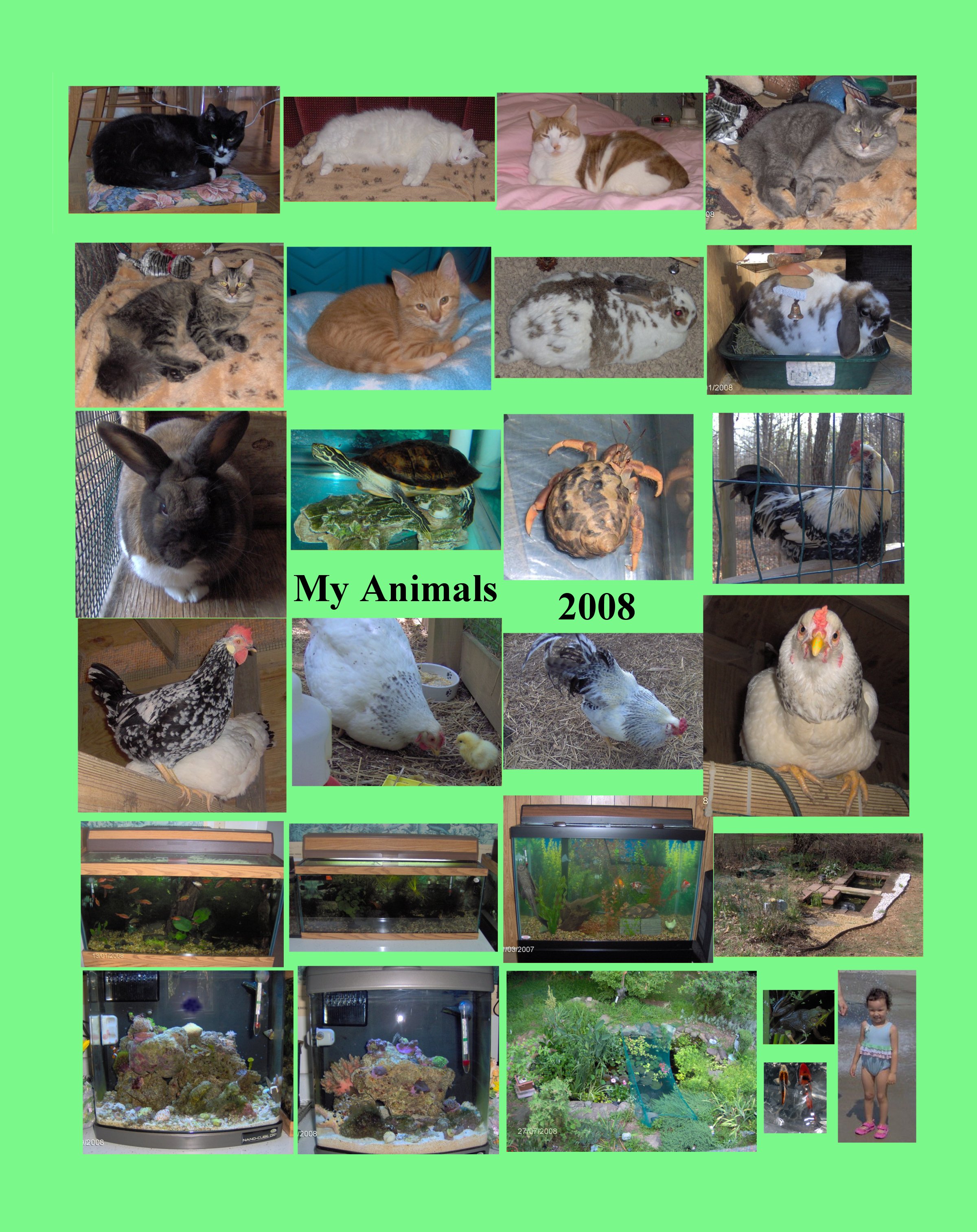 Robyn's Animal List Page