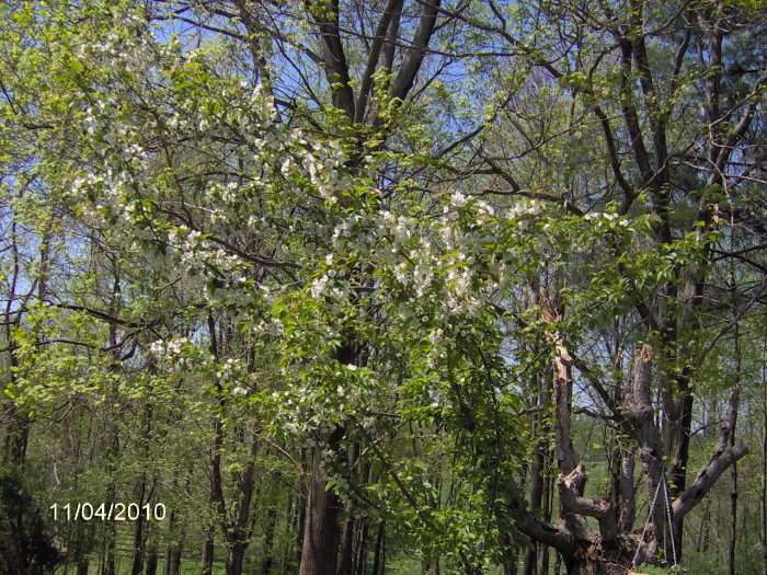 black cherry tree leaves. weeping cherry tree leaves.