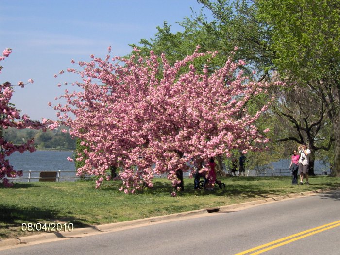 Kwanzan Cherry Tree Leaves RONIERONGGO