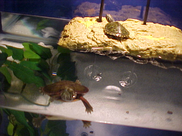 Aquariums For Painted Turtles Diet