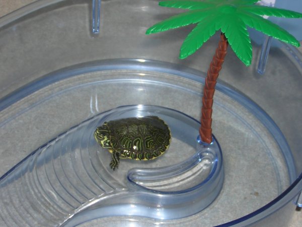 Baby Turtle Aquarium