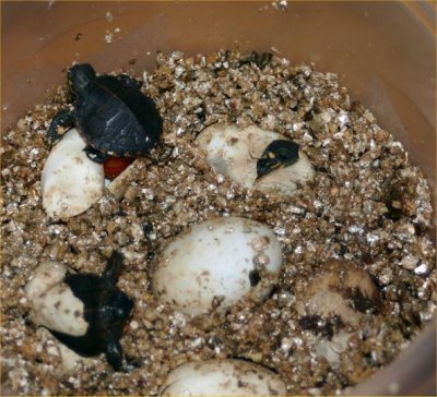 Robyn S Turtle Breeding Page,Dairy Free Cake Recipe Without Eggs