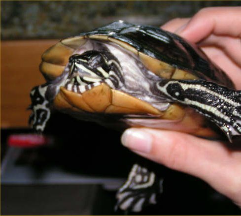 turtle  identification