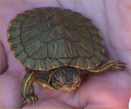 turtle  identification