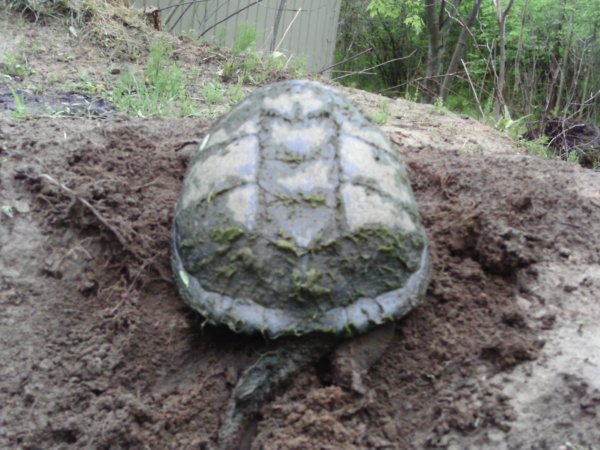 Turtle Back View