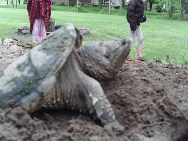 Snapping Turtle Size Chart