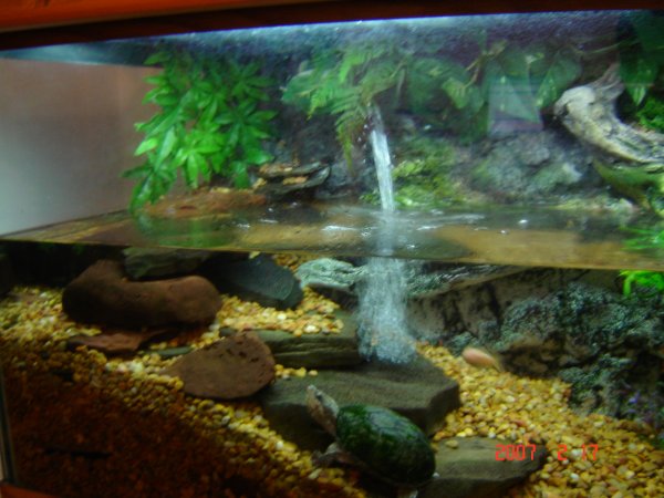 turtles and fish in same tank