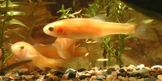 Are Rosy-Red Minnows Worth the Hype?